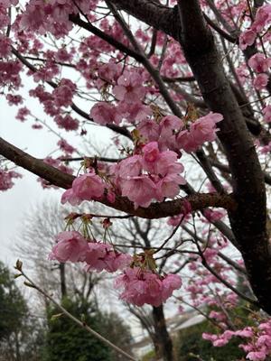 Yu Shiraneの写メ日記｜エレガント 吉原高級店ソープ