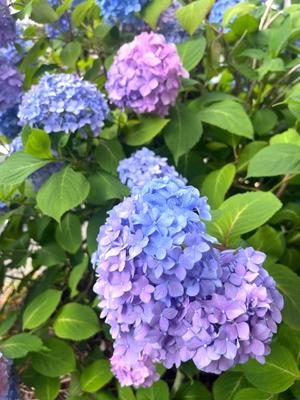 Mami Nonakaの写メ日記｜エレガント 川崎高級店ソープ