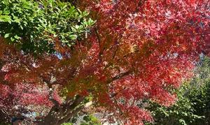 Sanae Himuroの写メ日記｜エレガント 吉原高級店ソープ