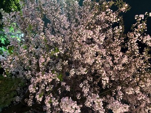 Sanae Himuroの写メ日記｜エレガント 吉原高級店ソープ