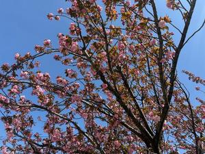 Sanae Himuroの写メ日記｜エレガント 川崎高級店ソープ