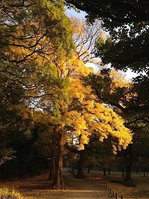 Ayami Imaiの写メ日記｜エレガント 川崎高級店ソープ