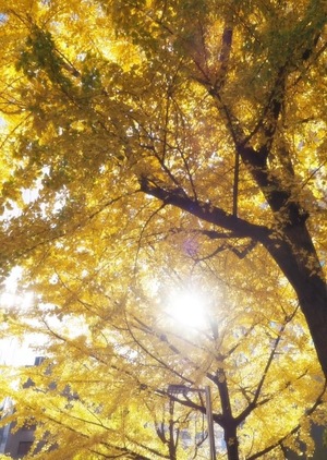 Ayami Imaiの写メ日記｜エレガント 吉原高級店ソープ