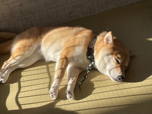 Ayami Imaiの写メ日記｜エレガント 吉原高級店ソープ