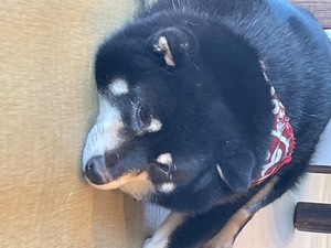 Ayami Imaiの写メ日記｜エレガント 吉原高級店ソープ