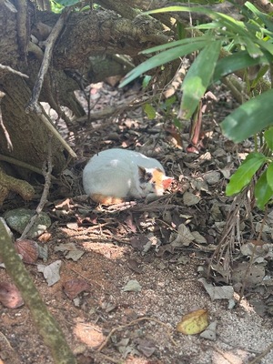 Ayami Imaiの写メ日記｜エレガント 吉原高級店ソープ