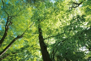 Ayami Imaiの写メ日記｜エレガント 吉原高級店ソープ