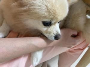 Saika　Houzukiの写メ日記｜エレガント 吉原高級店ソープ