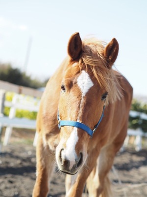 Shizuku Tsukinoの写メ日記|エレガント 吉原高級店ソープ