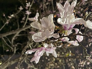 Shizuka Kitagawaの写メ日記｜エレガント 吉原高級店ソープ