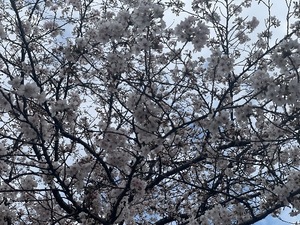 Megumi Niiyamaの写メ日記｜エレガント 川崎高級店ソープ