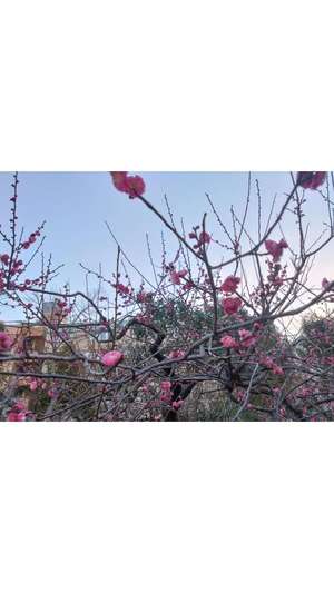 新垣いちかの写メ日記｜ハールブルク 吉原高級店ソープ