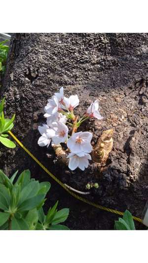 新垣いちかの写メ日記｜ハールブルク 吉原高級店ソープ