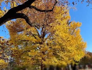 観月あんじゅの写メ日記｜ハールブルク 吉原高級店ソープ