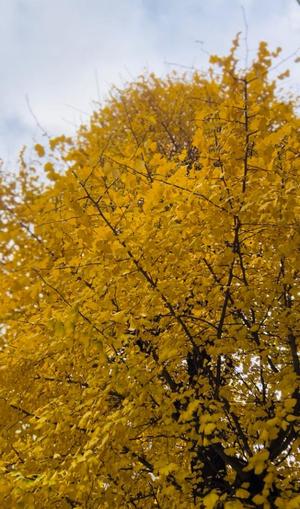 浜川 楓の写メ日記｜ハールブルク 吉原高級店ソープ