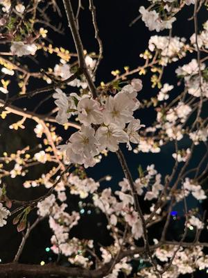 橘 杏紗の写メ日記｜ハールブルク 吉原高級店ソープ