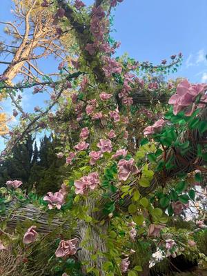 乃木風香の写メ日記｜ハールブルク 吉原高級店ソープ