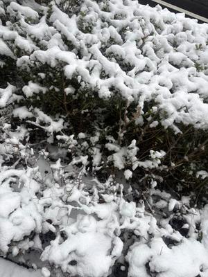 乃木風香の写メ日記｜ハールブルク 吉原高級店ソープ