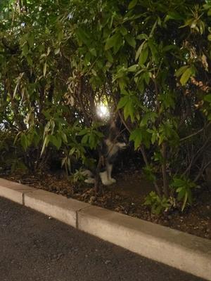 菜月理亜の写メ日記｜ハールブルク 吉原高級店ソープ