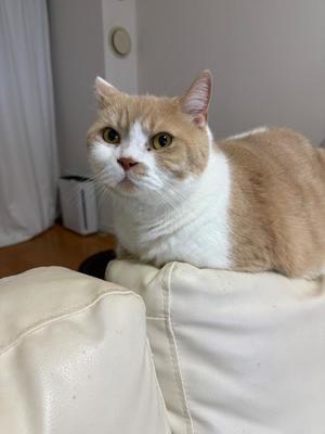 叶 麗花の写メ日記|ハールブルク 吉原高級店ソープ