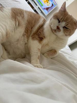 叶 麗花の写メ日記｜ハールブルク 吉原高級店ソープ