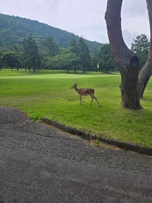 希咲由真の写メ日記｜ハールブルク 吉原高級店ソープ