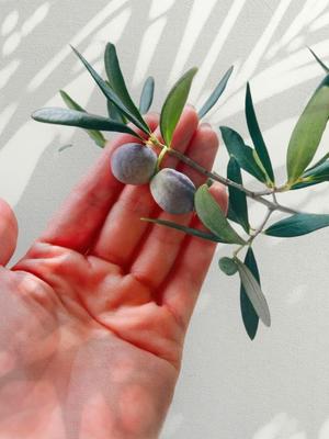 五月あいりの写メ日記｜ハールブルク 吉原高級店ソープ