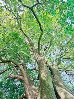 五月あいりの写メ日記｜ハールブルク 吉原高級店ソープ