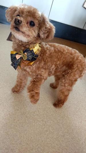 白鷺さらの写メ日記｜ハールブルク 吉原高級店ソープ