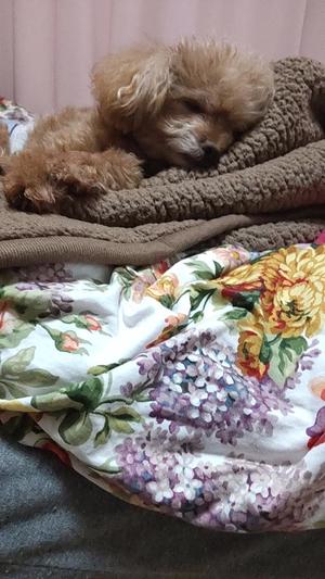 白鷺さらの写メ日記｜ハールブルク 吉原高級店ソープ