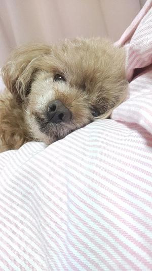 白鷺さらの写メ日記｜ハールブルク 吉原高級店ソープ