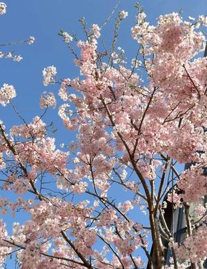 鈴川乃愛の写メ日記｜ハールブルク 吉原高級店ソープ