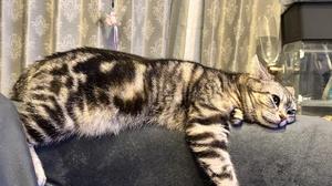 星乃ねがうの写メ日記｜ラビアンローズ 吉原高級店ソープ