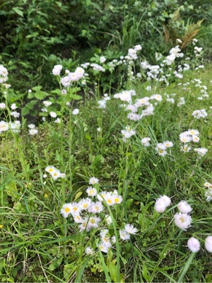 花恋の写メ日記｜ラビアンローズ 吉原高級店ソープ