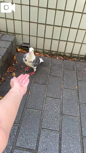 コトリの写メ日記｜ラブ&ピース 吉原格安店ソープ