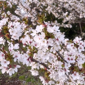 ナギの写メ日記｜ラブ&ピース 吉原格安店ソープ