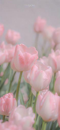 ななせの写メ日記｜ルピナス 吉原高級店ソープ