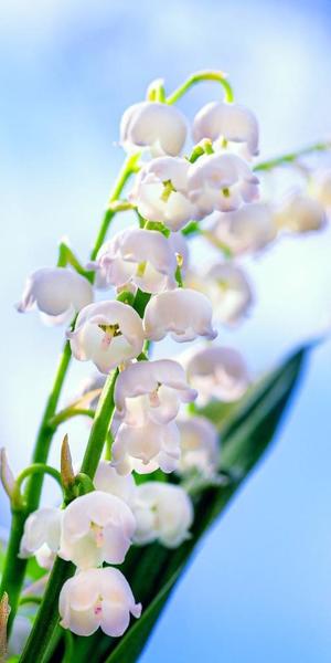 ななせの写メ日記｜ルピナス 吉原高級店ソープ