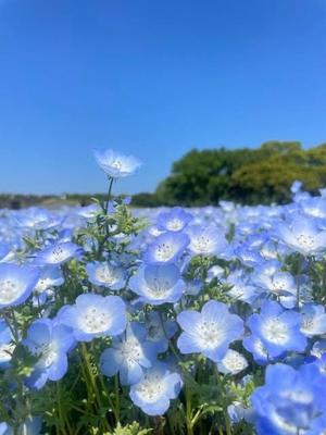 ななせの写メ日記｜ルピナス 吉原高級店ソープ