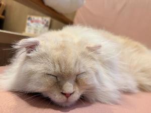 りんの写メ日記|ルピナス 吉原高級店ソープ