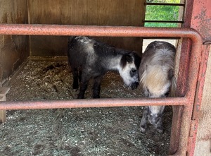 Koyukiの写メ日記｜ラグジュアリー 吉原高級店ソープ