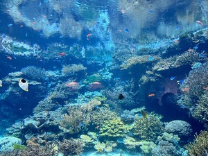 Mikuriの写メ日記｜ラグジュアリー 吉原高級店ソープ