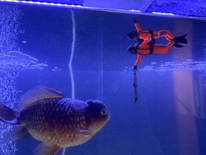 Otoの写メ日記｜ラグジュアリー 吉原高級店ソープ