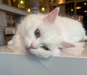 Fukaの写メ日記｜ラグジュアリー 吉原高級店ソープ