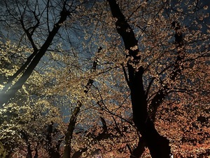 Kanoの写メ日記｜ラグジュアリー 吉原高級店ソープ