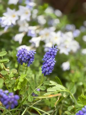 Oukaの写メ日記｜ラグジュアリー 吉原高級店ソープ