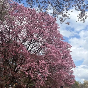 まなの写メ日記｜聖女～マリア～ 吉原高級店ソープ