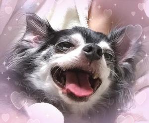 一条光の写メ日記|オペラ 吉原高級店ソープ