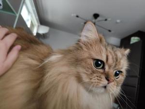 ほたるの写メ日記｜オペラ 吉原高級店ソープ