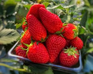 みやびの写メ日記｜王室 吉原高級店ソープ